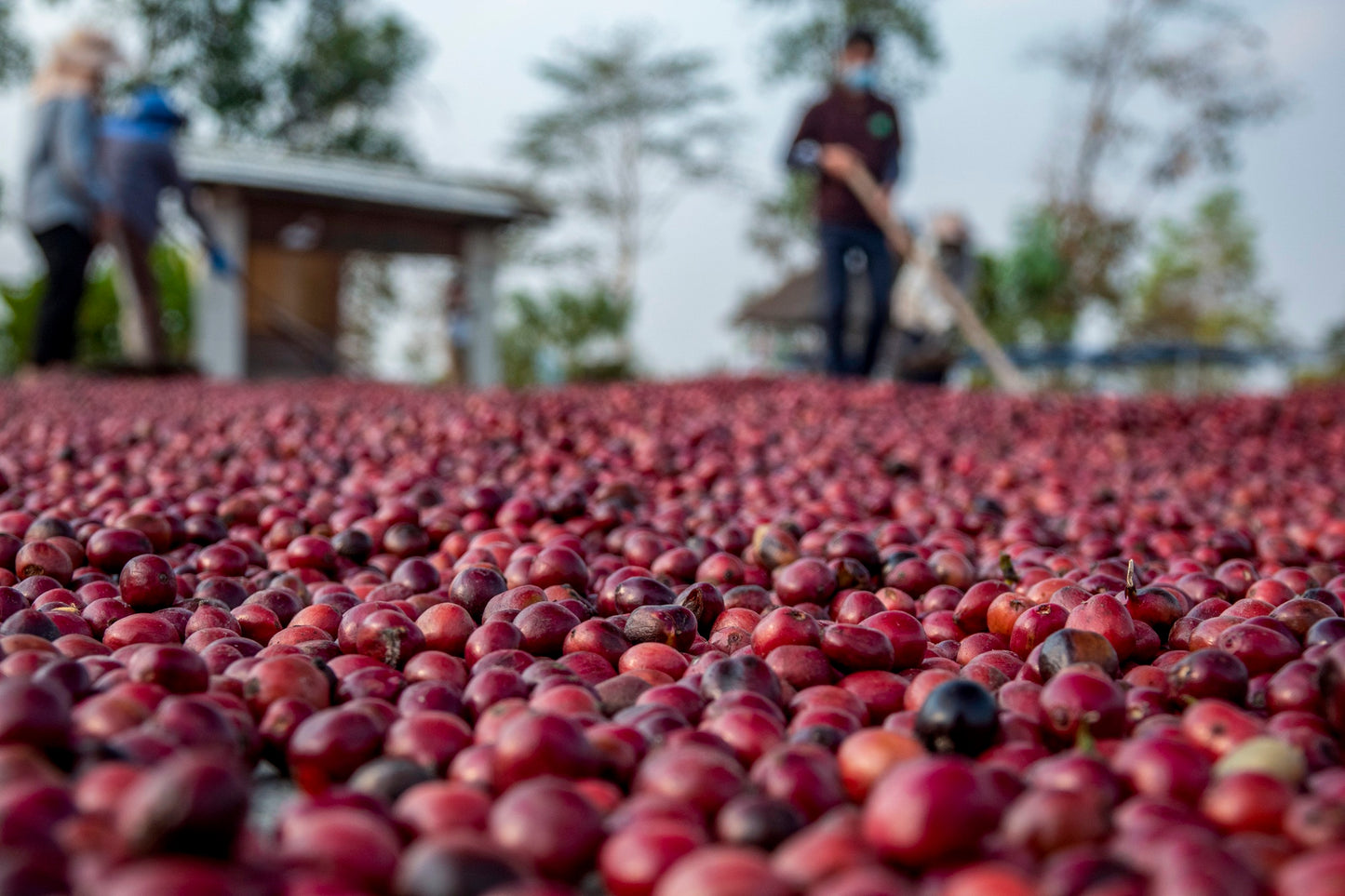The Mae Fah Luang Foundation under Royal Patronage: Uplifting the Doi Tung People in Thailand through the Specialty Coffee Business