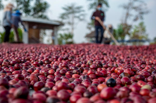 The Mae Fah Luang Foundation under Royal Patronage: Uplifting the Doi Tung People in Thailand through the Specialty Coffee Business