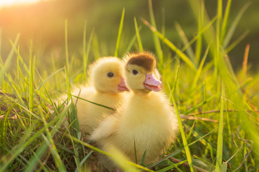Dawn of the Ducks