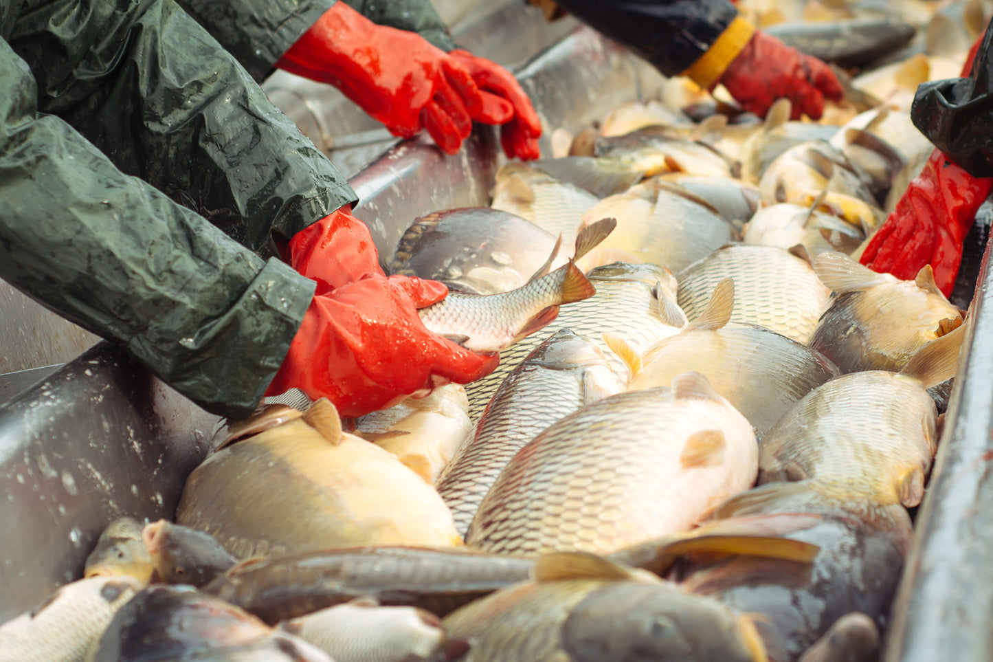 ACE in Singapore: Floating Fish Farm for Food Security and Sustainability